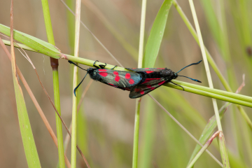 Six spot burnet.jpg